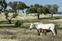 cheval / horse