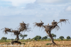 cigogne blanche / white stork