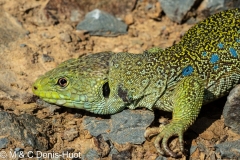 lézard ocellé / jewelled lizard