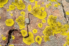 lichen