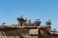 cigogne blanche / white stork