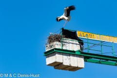 cigogne blanche / white stork