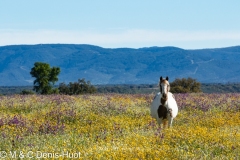 cheval / Horse