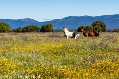 cheval / Horse