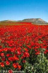 Poppies