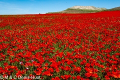 coquelicots / poppies