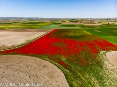 coquelicots / poppies