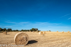 champ en Estrémadure / filed in Estremadura