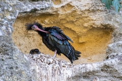 ibis chauve / northern bald Ibis