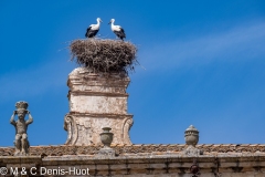 cigogne blanche / white stork