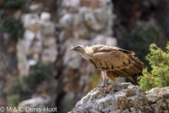 vautour fauve / griffon vulture