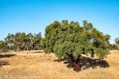 chêne-liège / cork oak
