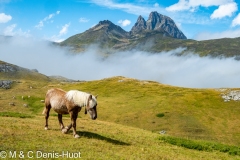 horse at Portalet pass