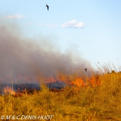 feu de brousse / bushfire