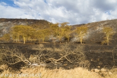 feu de brousse / bushfire