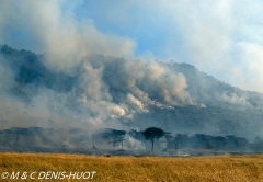 feu de brousse / bushfire