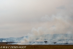 feu de brousse / bushfire