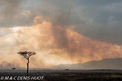 feu de brousse / bushfire