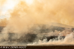 feu de brousse / bushfire