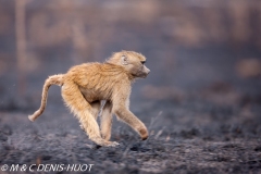 Babouin doguera / Olive baboon