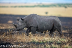 rhinocéros noir / black rhino