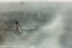 cigogne blanche / white stork