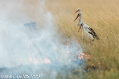 cigogne blanche / white stork