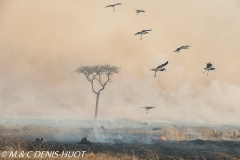 feu de brousse / bushfire