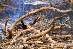 feu de brousse / bushfire