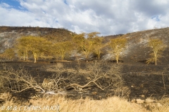 feu de brousse / bushfire