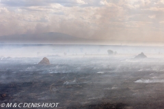 feu de brousse / bushfire