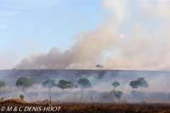 feu de brousse / bushfire