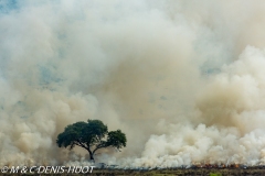 feu de brousse / bushfire