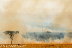 feu de brousse / bushfire