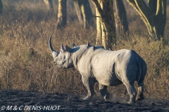 rhinocéros noir / black rhino