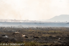 feu de brousse / bushfire