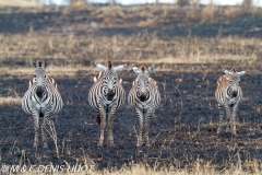 zèbre de Grant / Grant's zebra