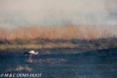 cigogne blanche / white stork