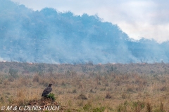 feu de brousse / bushfire