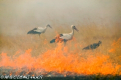 cigogne blanche / white stork