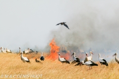 cigogne blanche / white stork