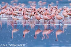 flamant nain / lesser flamingo