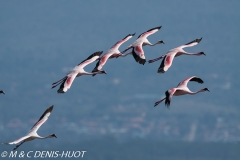 flamant nain / lesser flamingo