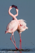 flamant nain  / lesser flamingo