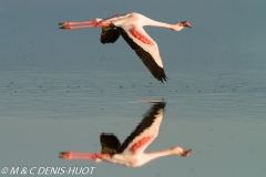 flamant nain / lesser flamingo