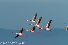 flamant nain / lesser flamingo