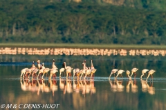 flamant nain / lesser flamingo