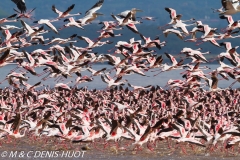 flamant nain / lesser flamingo