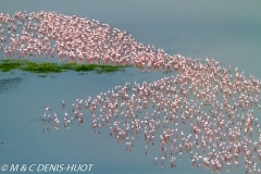 flamant nain / lesser flamingo