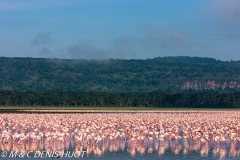 flamant nain / lesser flamingo